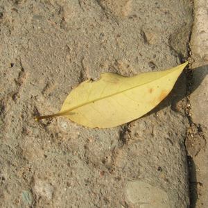 巨乳美女❌被挤奶
